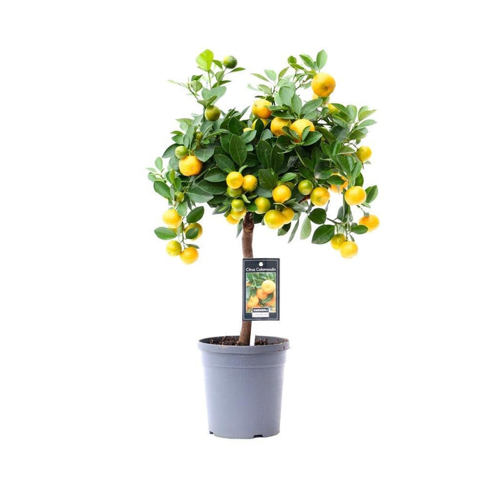 Calamondin Citrontræ
