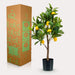 Citrontræ Kunstig Plante - H72Cm, Ø12Cm