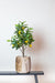 Citrontræ Kunstig Plante - H72Cm, Ø12Cm