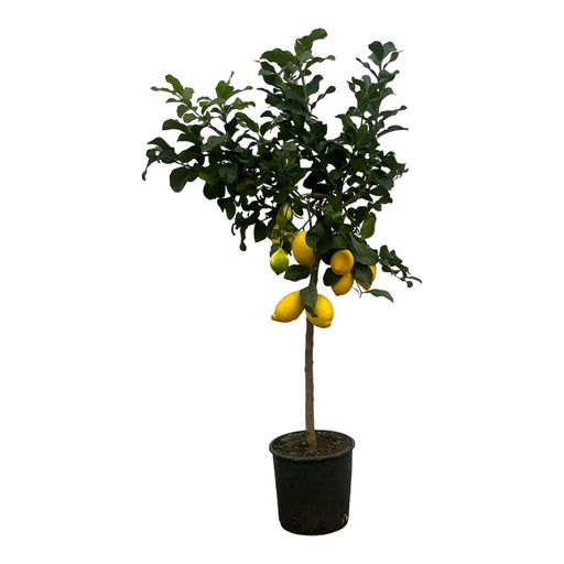 Citron