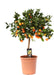Citrus Calamondin