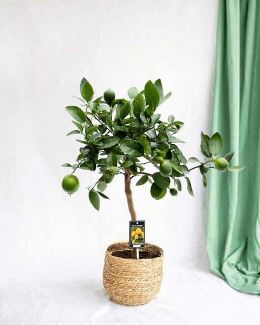 Citrus Lime H80Cm - Citrus