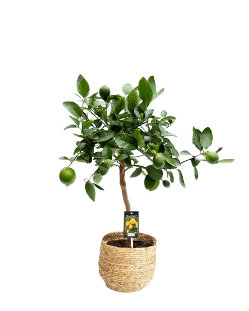 Citrus Lime H80Cm - Citrus