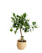 Citrus Lime H80Cm - Citrus