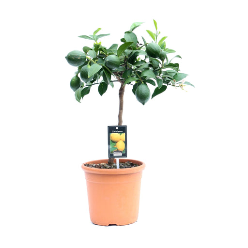 Meyer Citrus