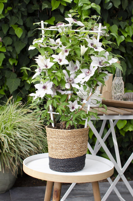 Clematis Boulevard 'Grevinden Af Wessex'