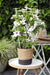 Clematis Boulevard 'Grevinden Af Wessex'