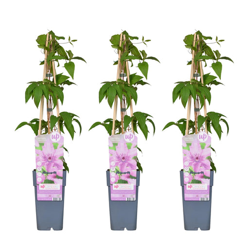 Clematis Hagley Hybrid - Sæt Med 3
