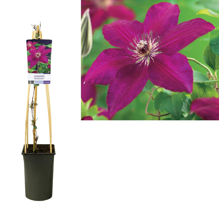 Clematis 'Westerplatte'