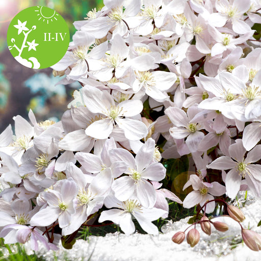 Clematite Armandii - ↨65Cm - Ø15 - Udendørs Blomstrende Plante