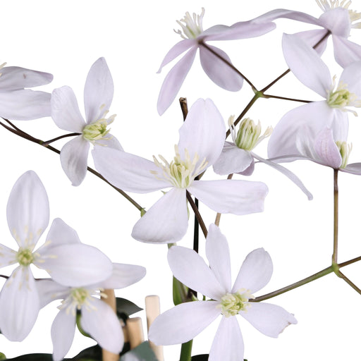 Clematis Armandii 'Æbleblomst'