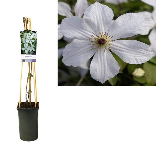 Hvid Clematis D17Cm H75Cm