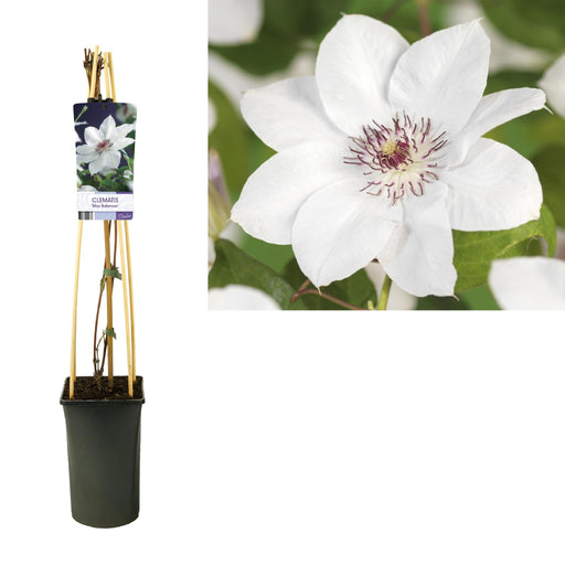 Hvid Clematis D17Cm H75Cm