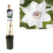Hvid Clematis D17Cm H75Cm