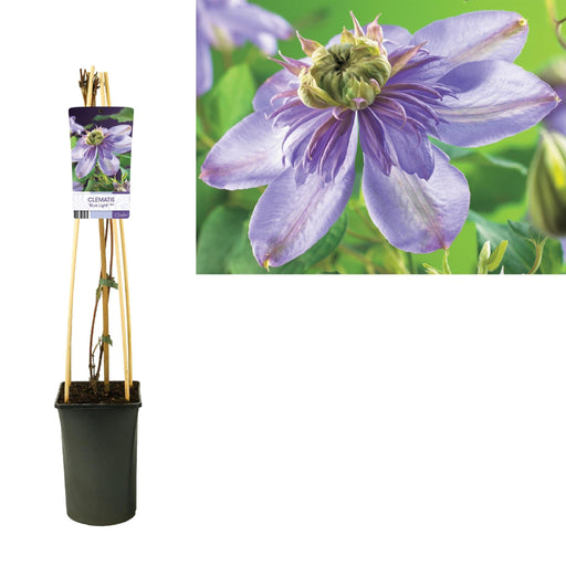 Clematis Lyseblå D17Cm H75Cm