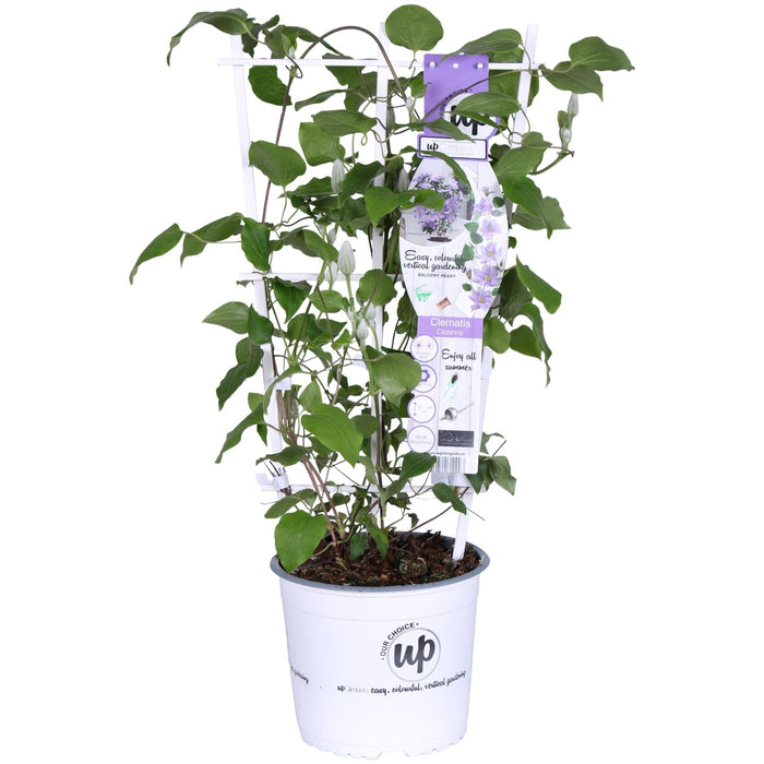 Clematite Boulevard® Cezanne ™ - ↨70Cm - Ø19 - Klatreblomstrende Udendørsplante