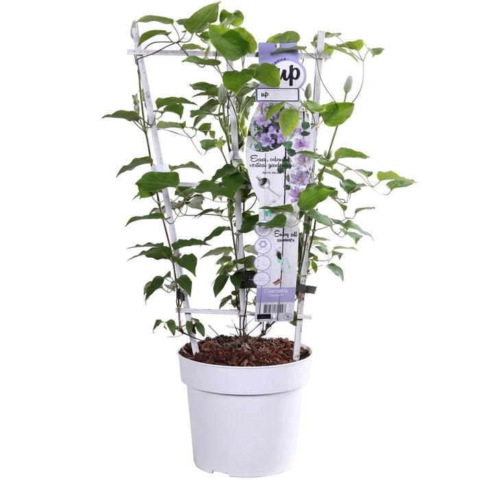 Clematite Boulevard® Cezanne ™ - ↨70Cm - Ø19 - Klatreblomstrende Udendørsplante