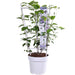 Clematite Boulevard® Cezanne ™ - ↨70Cm - Ø19 - Klatreblomstrende Udendørsplante