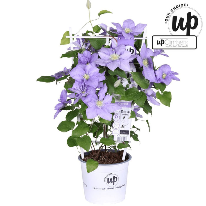 Clematite Boulevard® Cezanne ™ - ↨70Cm - Ø19 - Klatreblomstrende Udendørsplante