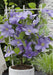 Clematite Boulevard® Cezanne ™ - ↨70Cm - Ø19 - Klatreblomstrende Udendørsplante