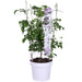 Clematite Boulevard® Corinne ™ - ↨70Cm - Ø19 - Klatreblomstrende Udendørsplante