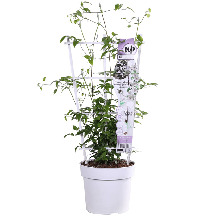 Clematite Boulevard® Corinne ™ - ↨70Cm - Ø19 - Klatreblomstrende Udendørsplante