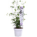 Clematite Boulevard® Corinne ™ - ↨70Cm - Ø19 - Klatreblomstrende Udendørsplante
