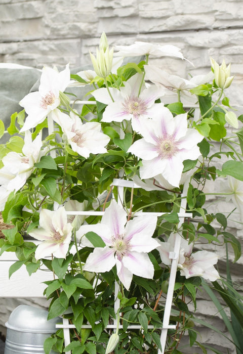 Clematite Boulevard® Corinne ™ - ↨70Cm - Ø19 - Klatreblomstrende Udendørsplante