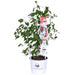 Clematite Boulevard® Nubia ™ - ↨70Cm - Ø19 - Klatreblomstrende Udendørsplante