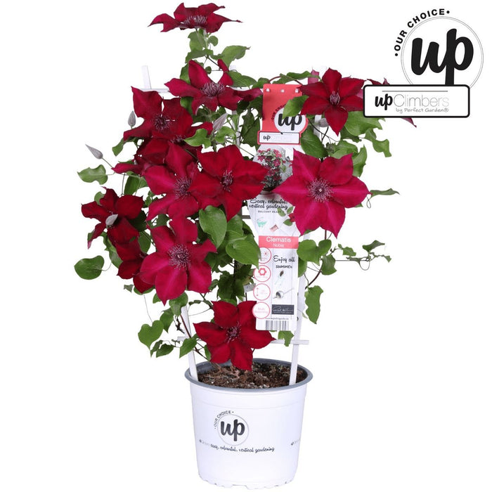 Clematite Boulevard® Nubia ™ - ↨70Cm - Ø19 - Klatreblomstrende Udendørsplante