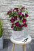 Clematite Boulevard® Nubia ™ - ↨70Cm - Ø19 - Klatreblomstrende Udendørsplante