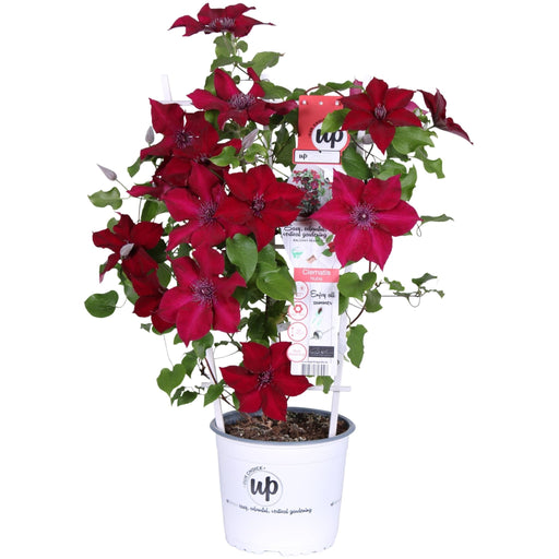 Clematite Boulevard® Nubia ™ - ↨70Cm - Ø19 - Klatreblomstrende Udendørsplante