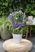 Clematite Boulevard® Olympia ™ - ↨70Cm - Ø19 - Klatreblomstrende Udendørsplante