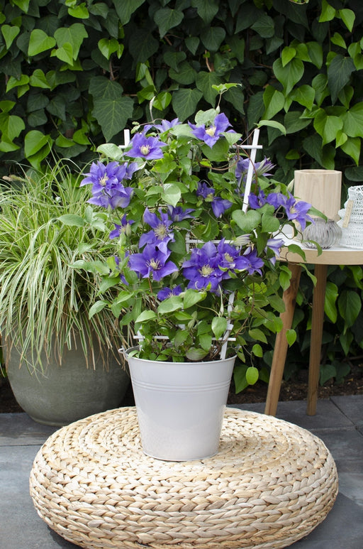 Clematite Boulevard® Olympia ™ - ↨70Cm - Ø19 - Klatreblomstrende Udendørsplante