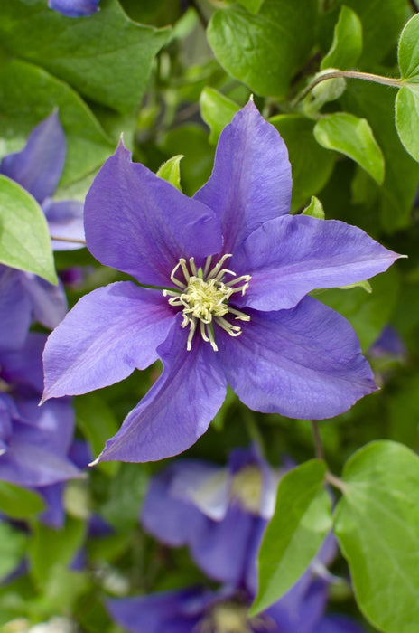 Clematite Boulevard® Olympia ™ - ↨70Cm - Ø19 - Klatreblomstrende Udendørsplante