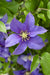 Clematite Boulevard® Olympia ™ - ↨70Cm - Ø19 - Klatreblomstrende Udendørsplante