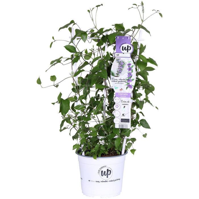Clematite Boulevard® Olympia ™ - ↨70Cm - Ø19 - Klatreblomstrende Udendørsplante