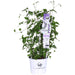 Clematite Boulevard® Olympia ™ - ↨70Cm - Ø19 - Klatreblomstrende Udendørsplante