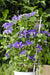 Clematite Boulevard® Olympia ™ - ↨70Cm - Ø19 - Klatreblomstrende Udendørsplante