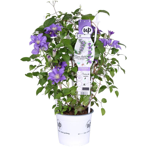 Clematite Boulevard® Olympia ™ - ↨70Cm - Ø19 - Klatreblomstrende Udendørsplante