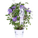 Clematite Boulevard® Olympia ™ - ↨70Cm - Ø19 - Klatreblomstrende Udendørsplante