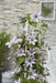 Clematite Boulevard® Samaritan Jo ™ - ↨65Cm - Ø15 - Klatreblomstrende Udendørsplante