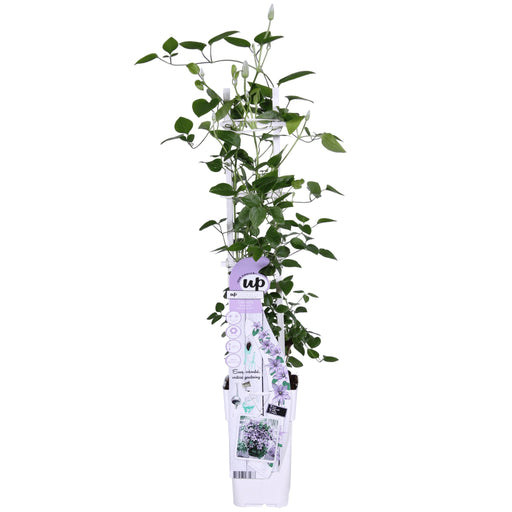 Clematite Boulevard® Samaritan Jo ™ - ↨65Cm - Ø15 - Klatreblomstrende Udendørsplante