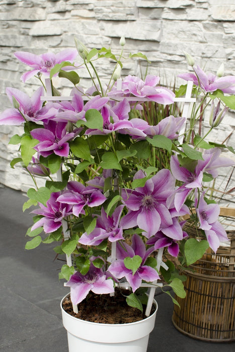 Clematite Boulevard® Yuan ™ - ↨70Cm - Ø19 - Blomstrende Udendørs Plante