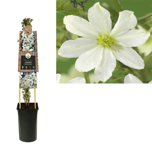 Creme Clematis D17Cm H75Cm