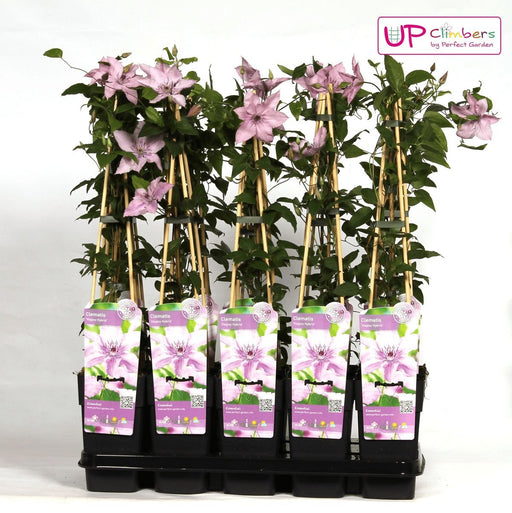 Clematite Hagley Hybrid - ↨65Cm - Ø15 - Klatreblomstrende Udendørsplante
