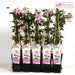 Clematite Hagley Hybrid - ↨65Cm - Ø15 - Klatreblomstrende Udendørsplante
