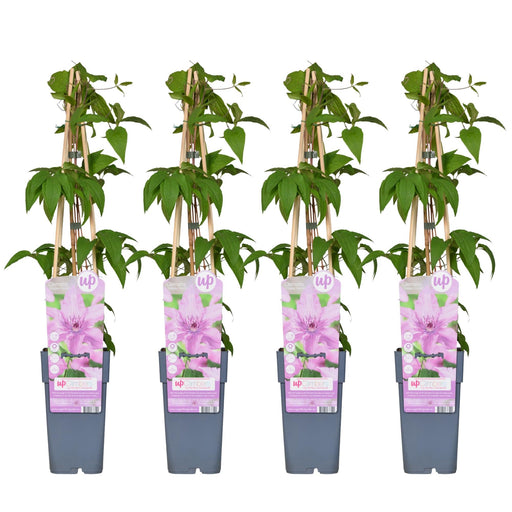 Clematis Hagley Hybrid - Sæt Med 4