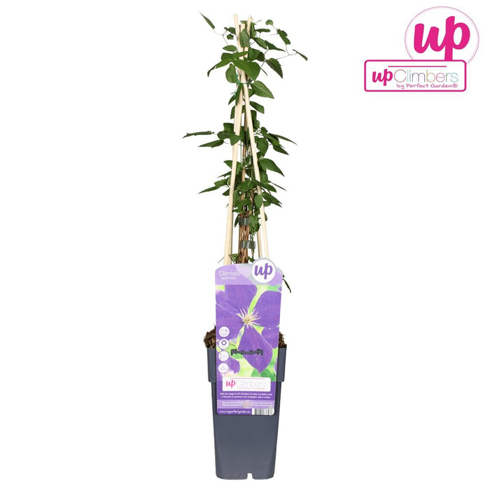 Clematite Jackmanii - ↨65Cm - Ø15 - Klatreblomstrende Udendørsplante