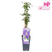 Clematite Jackmanii - ↨65Cm - Ø15 - Klatreblomstrende Udendørsplante